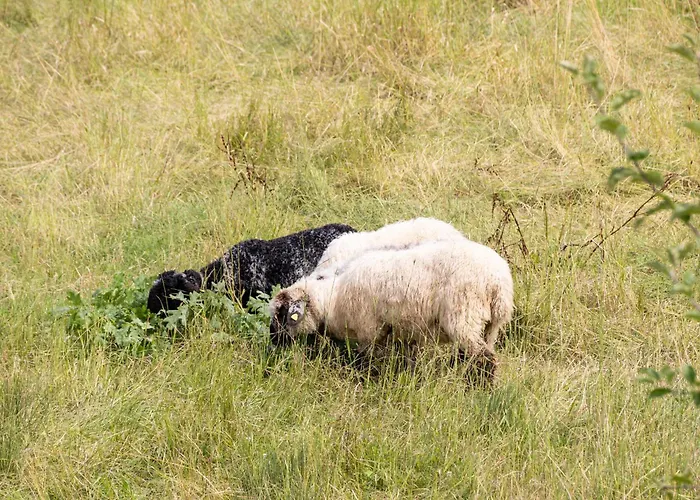 Vakantieboerderij Beim Danner